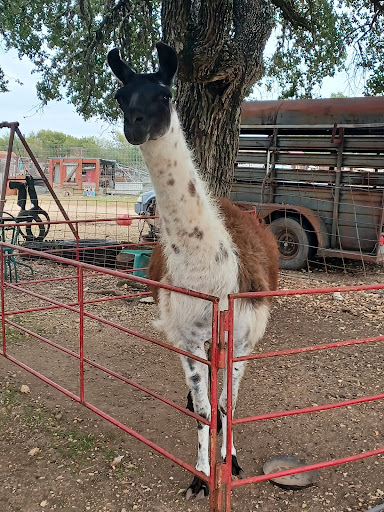 Pony Ride Service «The Farmyard», reviews and photos, 30250 Leroy Scheel Rd, Bulverde, TX 78163, USA