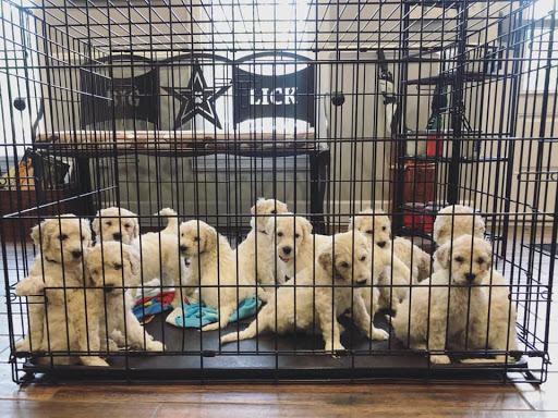 Big Lick Veterinary Services