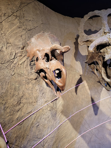 Tourist Attraction «Arizona Museum of Natural History», reviews and photos, 53 N Macdonald, Mesa, AZ 85201, USA