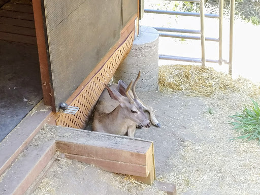 Wildlife Refuge «Folsom City Zoo Sanctuary», reviews and photos, 403 Stafford St, Folsom, CA 95630, USA