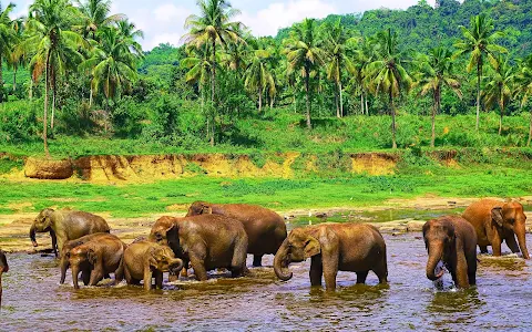 Elephants Bathing Place image