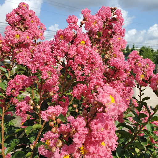 Plant Nursery «HOUSTON PLANTS & GARDEN WORLD», reviews and photos, 16726 North Fwy, Houston, TX 77090, USA