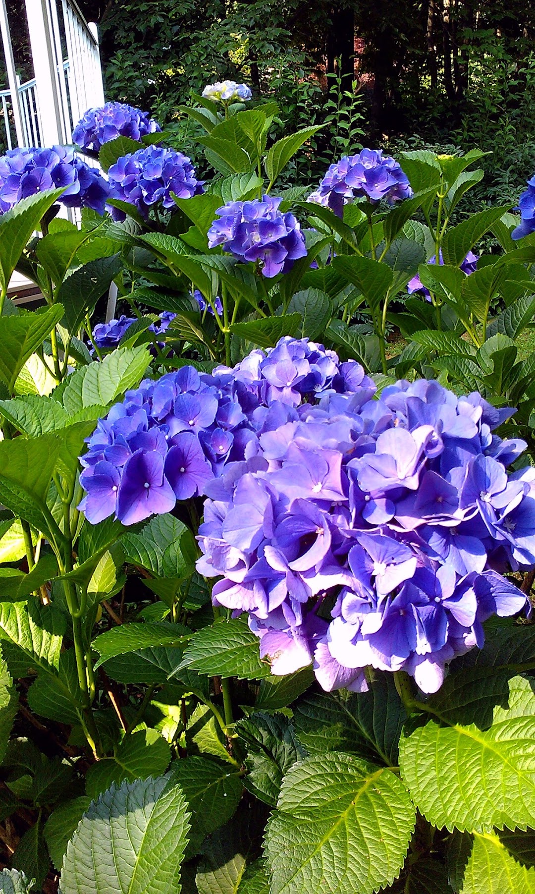 Garden Hills Florist