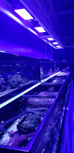 Tropical Fish Store «Quantum Reefs», reviews and photos, 7025 Brookfield Plaza, Springfield, VA 22150, USA
