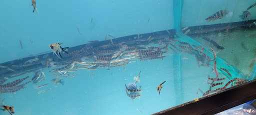 Aquarium «Beltway Aquarium», reviews and photos, 3306 Crain Hwy, Waldorf, MD 20603, USA