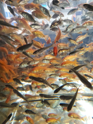 Pet Supply Store «Petco Animal Supplies», reviews and photos, 415 E University Dr, Granger, IN 46530, USA