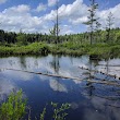 Emmons Pond Bog