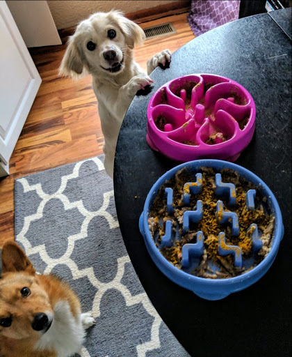 Pet Store «Woofs & Waves», reviews and photos, 5426 Arrowhead Pkwy E, Sioux Falls, SD 57110, USA