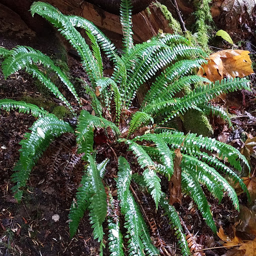 Park «Schmitz Preserve Park», reviews and photos, 5551 SW Admiral Way, Seattle, WA 98116, USA