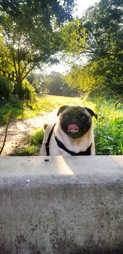 Dog Park «Forest Park Dog Run», reviews and photos, 8445 Park Ln S, Woodhaven, NY 11421, USA