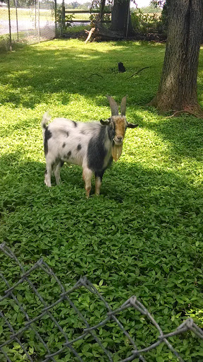 Zoo «Deer Haven Mini Zoo», reviews and photos, 12312 Detour Rd, Keymar, MD 21757, USA