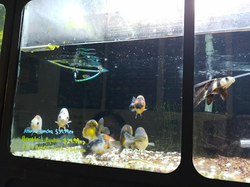 Aquarium Shop «Golden Aquarium», reviews and photos, 1514 W 33rd St J, Chicago, IL 60608, USA