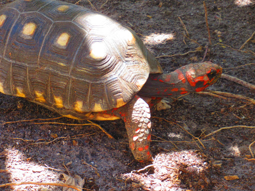 Zoo «Naples Zoo at Caribbean Gardens», reviews and photos, 1590 Goodlette-Frank Rd, Naples, FL 34102, USA
