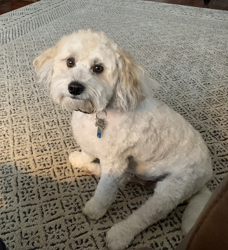 Calming Care Pet Salon