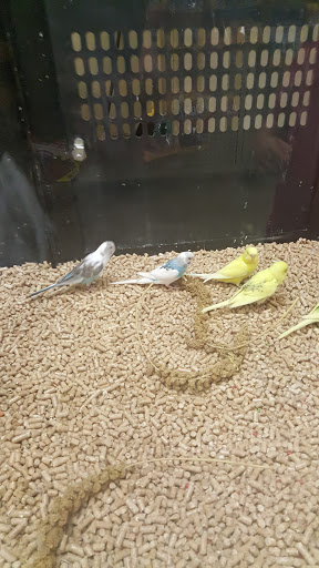 Pet Supply Store «PetSmart», reviews and photos, 1836 Joe Battle Blvd, El Paso, TX 79936, USA