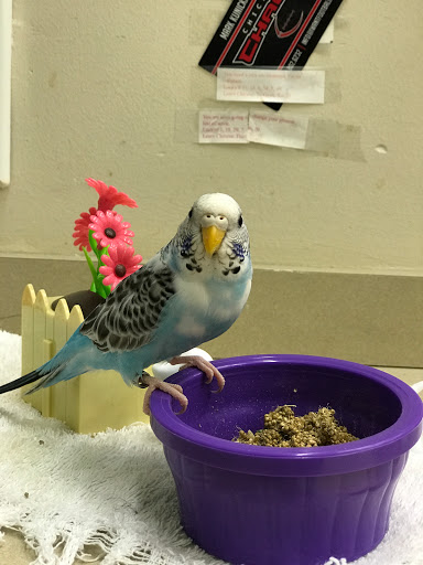 Pet Supply Store «Pet Supplies Plus», reviews and photos, 61 Irving Park Rd, Streamwood, IL 60107, USA