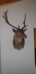 Sika Country Taxidermy