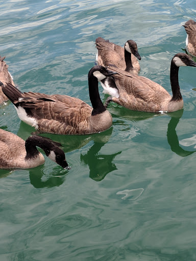 Marina «Mitchell Creek Marina», reviews and photos, 1260 Livingston Boat Dock Rd, Allons, TN 38541, USA