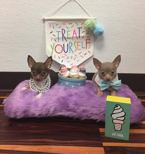 Pet Store «Furry Babies Inc», reviews and photos, 3340 Mall Loop Dr, Joliet, IL 60431, USA