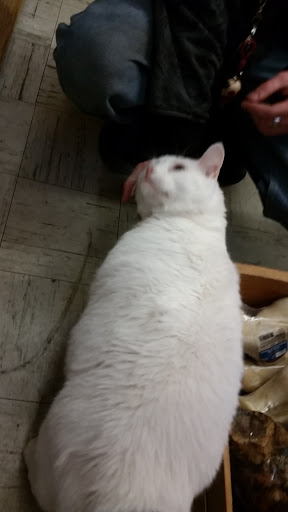 Pet Groomer «The Wagging Tail Pet Nutrition Center», reviews and photos, 337 U.S. 9, Cape May, NJ 08204, USA