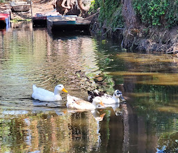 XOLOX.Trajineras photo