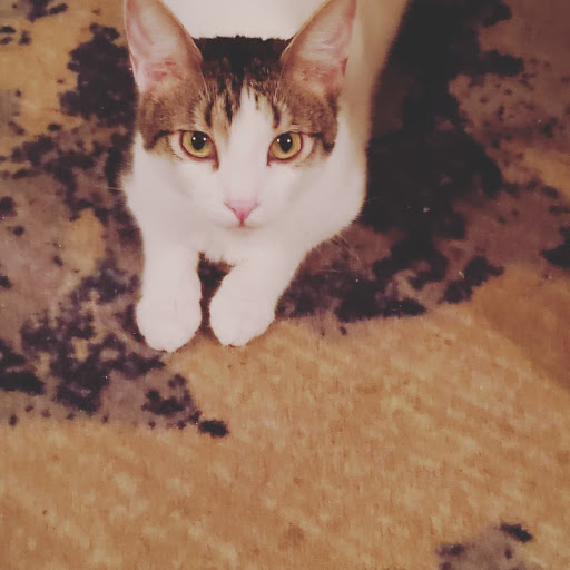 Pet Supply Store «PetSmart», reviews and photos, 3610 Rosecrans St, San Diego, CA 92110, USA