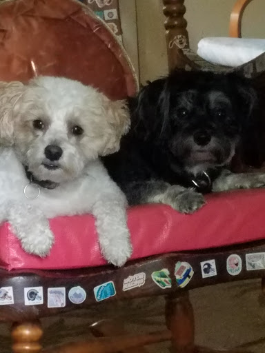 Pet Supply Store «Pet Supplies Plus», reviews and photos, 5348 Dixie Hwy, Waterford Twp, MI 48329, USA