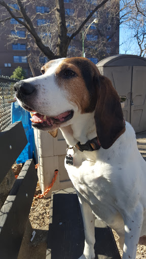 Dog Park «Wiggly Field Dog Friendly Area», reviews and photos, 2645 N Sheffield Ave, Chicago, IL 60614, USA