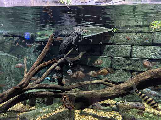 Aquarium «SEA LIFE Grapevine Aquarium», reviews and photos, 3000 Grapevine Mills Pkwy, Grapevine, TX 76051, USA