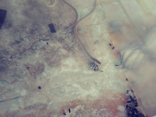 Tropical Fish Store «Aquatic Vision», reviews and photos, 6028 Pine Hill Rd, Port Richey, FL 34668, USA