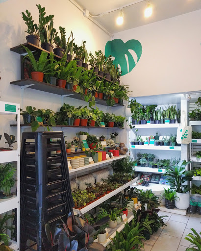 Plant stores New York