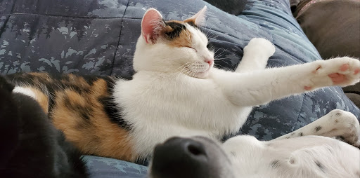 Taylor County Humane Society