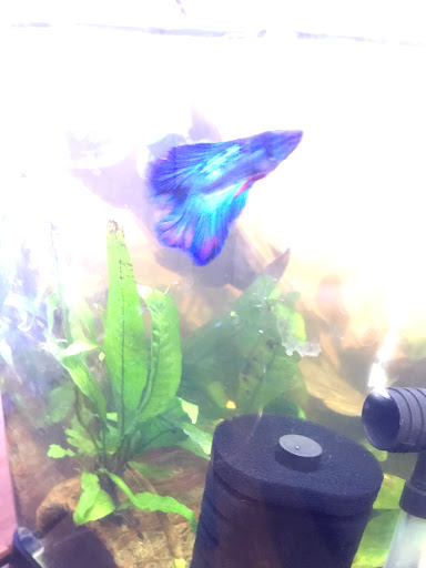 Pet Supply Store «Petco Animal Supplies», reviews and photos, 4559 Main St, Bridgeport, CT 06606, USA