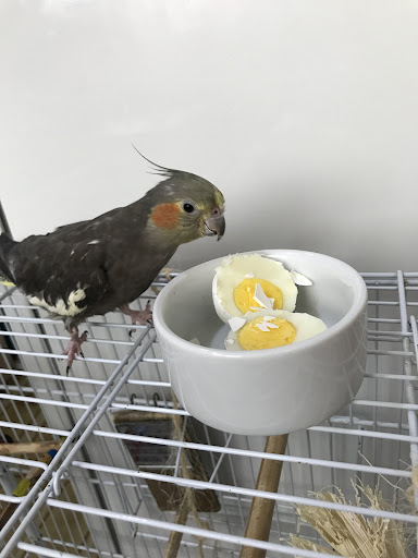 Paraíso Silvestre - Veterinário Animais Exóticos e Silvestres em São Paulo - SP