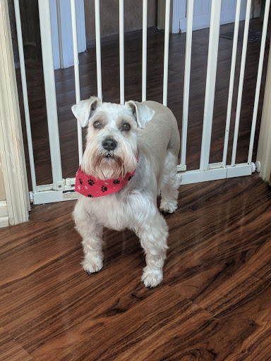 Pet Groomer «Foxy Mutts Grooming Salon», reviews and photos, 303 E Franklin St, Spencer, IN 47460, USA