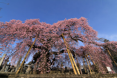 日輪寺の紅枝垂桜