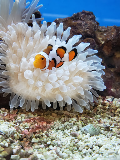 Pet Supply Store «Petco Animal Supplies», reviews and photos, 4755 U.S. 9, Howell, NJ 07731, USA