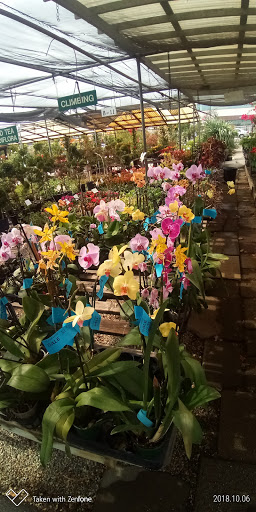 Plant Nursery «San Gabriel Nursery & Florist», reviews and photos, 632 S San Gabriel Blvd, San Gabriel, CA 91776, USA