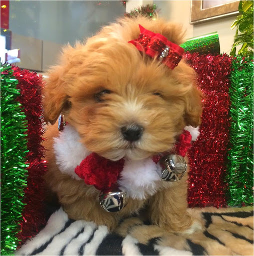 Pet Store «Animal Kingdom», reviews and photos, 5000 S Arizona Mills Cir, Tempe, AZ 85282, USA