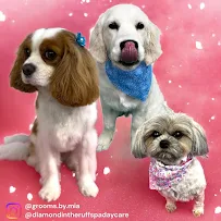 Diamond in the RUFF Grooming Spa Daycare & Training - Car repair in Acushnet, MA, New Bedford - Rated 4.5/5