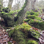 Photo n° 6 de l'avis de Séverine.o fait le 21/01/2018 à 13:11 pour La forêt de Brocéliande à Paimpont