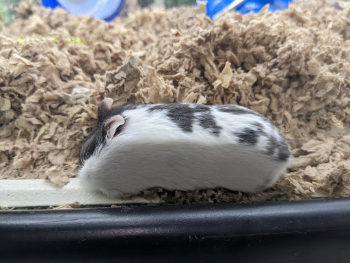 Pet Supply Store «Pet Supplies Plus», reviews and photos, 26230 Hoover Rd, Warren, MI 48089, USA