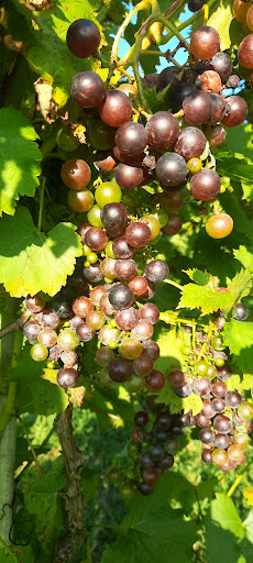Vineyard «Wilderness Run Vineyards», reviews and photos, 11109 Plank Rd, Spotsylvania, VA 22553, USA