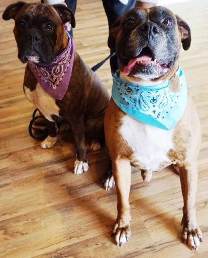 Pet Groomer «Oasis Dog Spa & Shoppe», reviews and photos, 2911 Centre Ave #2, Reading, PA 19605, USA