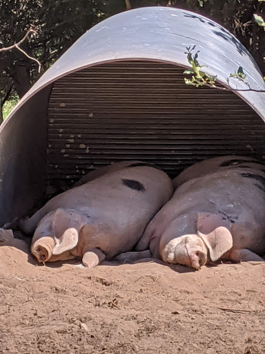 Cider Mill «Virtue Cider», reviews and photos, 2170 62nd St, Fennville, MI 49408, USA
