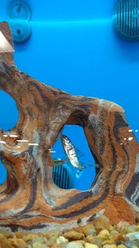 Pet Supply Store «PetSmart», reviews and photos, 157 Levittown Pkwy B, Levittown, PA 19055, USA