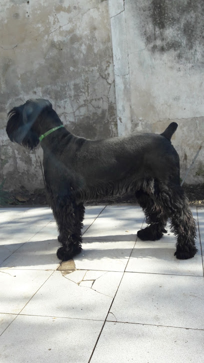 Chuno's Pelu Canina