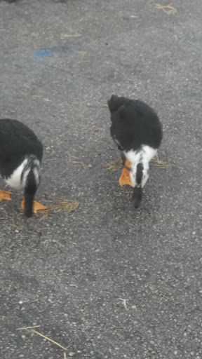 Animal Feed Store «Grifs Feed & Pet Supply», reviews and photos, 6211 Orange Dr, Davie, FL 33314, USA