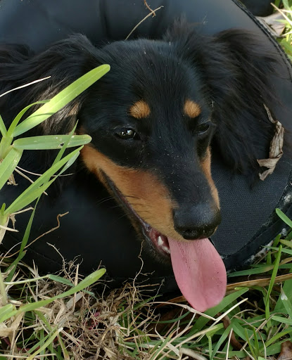 Pet Supply Store «PetSmart», reviews and photos, 534 US-441, Lady Lake, FL 32159, USA