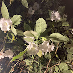 Photo n° 8 de l'avis de Li.y fait le 16/10/2023 à 21:42 pour Mazavaroo Restaurant à Six-Fours-les-Plages